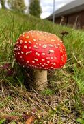 Fly Agaric (Amanita muscaria)