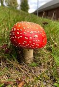 Rød fluesopp (Amanita muscaria)