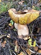 Steinsopp (Boletus edulis)