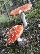 Rød fluesopp (Amanita muscaria)