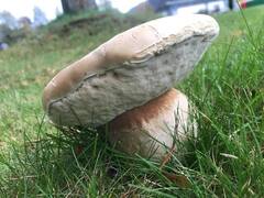 Steinsopp (Boletus edulis)