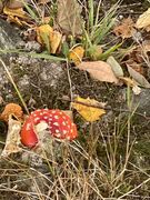 Rød fluesopp (Amanita muscaria)