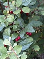 Bulkemispel (Cotoneaster bullatus)