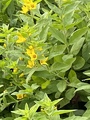 Fagerfredløs (Lysimachia punctata)