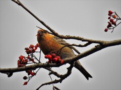 Pine Grosbeak (Pinicola enucleator)