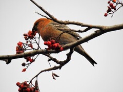 Pine Grosbeak (Pinicola enucleator)