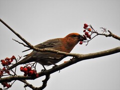 Konglebit (Pinicola enucleator)