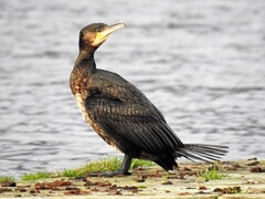 Great Cormorant (Phalacrocorax carbo)