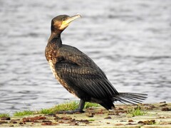 Storskarv (Phalacrocorax carbo)