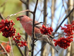 Pine Grosbeak (Pinicola enucleator)