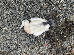 Common Eider (Somateria mollissima)