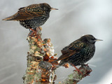 Stær (Sturnus vulgaris)