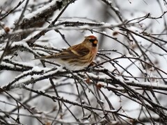 Lesser Redpoll (Acanthis cabaret)