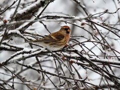 Brunsisik (Carduelis cabaret)