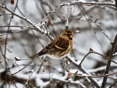 Brunsisik (Carduelis cabaret)