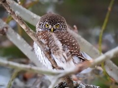 Spurveugle (Glaucidium passerinum)