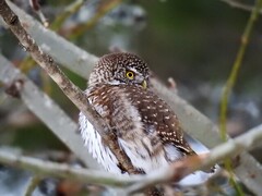 Spurveugle (Glaucidium passerinum)