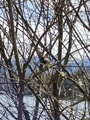 Gråspurv (Passer domesticus)