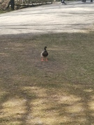 Mallard (Anas platyrhynchos)