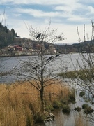 Hooded Crow (Corvus cornix)