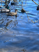 Mallard (Anas platyrhynchos)