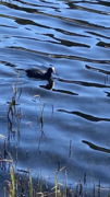 Sothøne (Fulica atra)