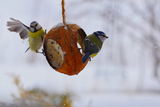 Blåmeis (Cyanistes caeruleus)