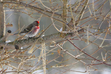 Gråsisik (Carduelis flammea)