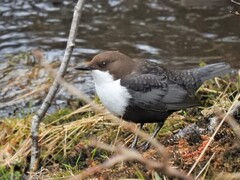 Dipper (Cinclus cinclus)