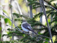 Pied Flycatcher (Ficedula hypoleuca)