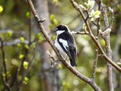 Pied Flycatcher (Ficedula hypoleuca)