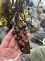 Blæretang (Fucus vesiculosus)