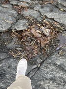 Oarweed (Laminaria digitata)