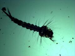 Mosquito (Culicidae)
