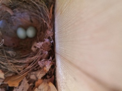 Pied Flycatcher (Ficedula hypoleuca)