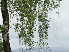 Hengebjørk (Betula pendula)