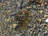 Blæretang (Fucus vesiculosus)