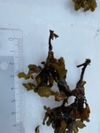 Blæretang (Fucus vesiculosus)