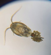 Hoppekreps (Copepoda)