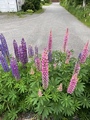 Hagelupin (Lupinus polyphyllus)