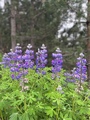 Hagelupin/sandlupin (Lupinus polyphyllus/nootkatensis)