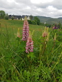 Hagelupin/sandlupin (Lupinus polyphyllus/nootkatensis)