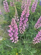 Hagelupin (Lupinus polyphyllus)