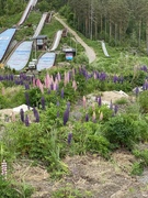 Hagelupin (Lupinus polyphyllus)