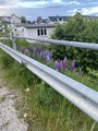 Hagelupin (Lupinus polyphyllus)