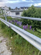 Hagelupin (Lupinus polyphyllus)