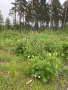 Hagelupin (Lupinus polyphyllus)