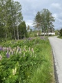 Hagelupin (Lupinus polyphyllus)