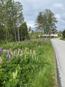 Hagelupin (Lupinus polyphyllus)