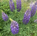 Hagelupin (Lupinus polyphyllus)